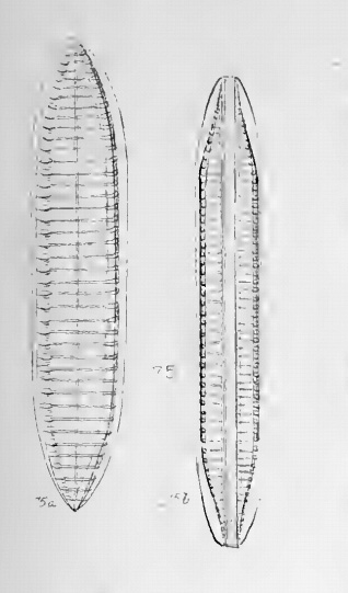 Tryblionella Gracilis Orig Ill