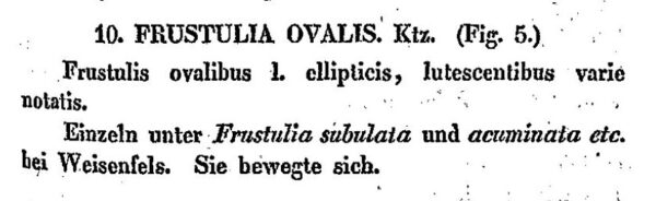 F Ovalis Kutzing 1833 Desc