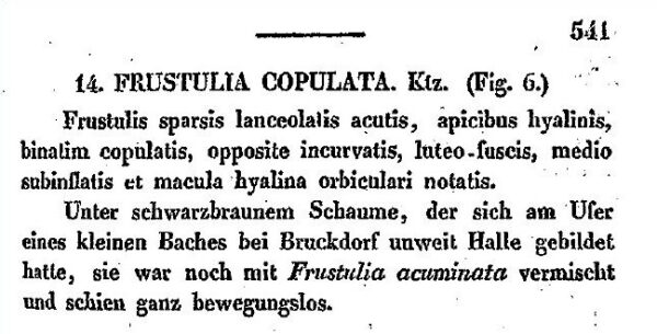 Kutzing 1833 Description