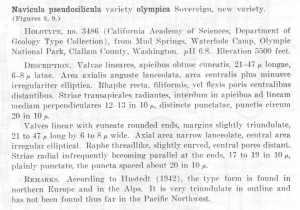 Navicula pseudosilicula var. olympica orig descr