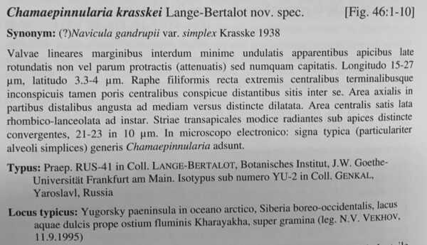 Chamaepinnularia krasskei orig desc