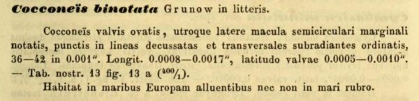 Cocconeis binotata Grunow 1863