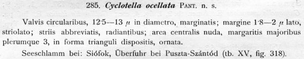 Cyclotella ocellata orig descr