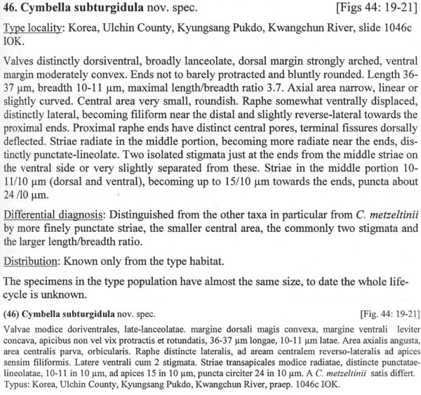 Cymbella Subturgidula  Descr