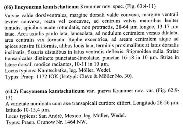 Encyonema Kamtschaticum Parva Origdesc001