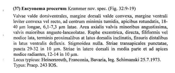 Encyonema Procerum Origdesc001