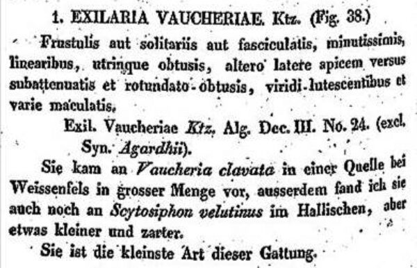Fragilaria Vaucheriae Original Description