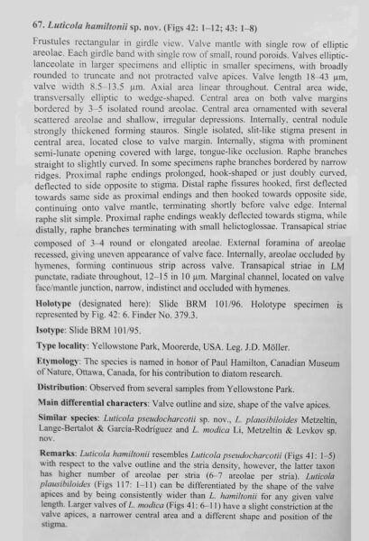 Luticola hamiltonii original description