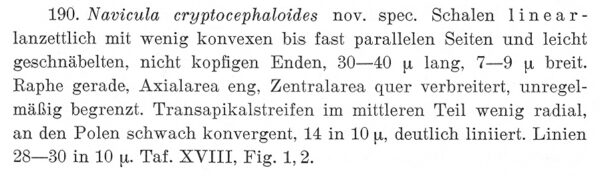 Ncryptocephaloides Origdesc