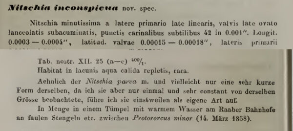 Nitzschia inconspicua Original Description