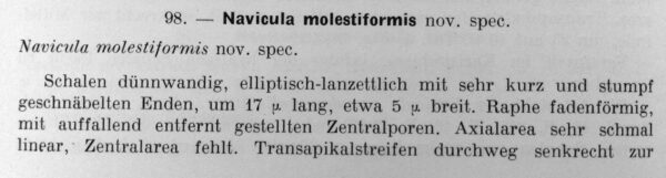Molestiformis1