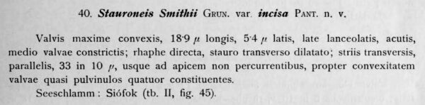 Stauroneis Smithii Var Incisa Orig Desc Text