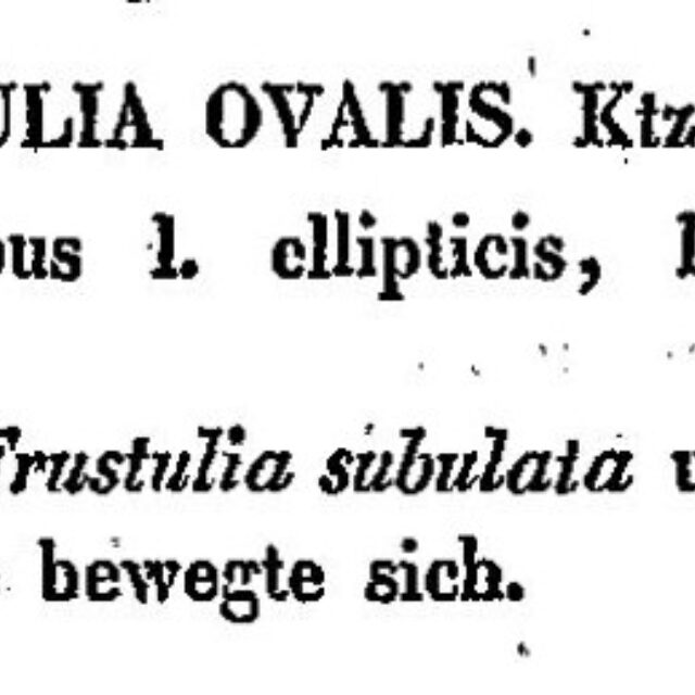 F Ovalis Kutzing 1833 Desc