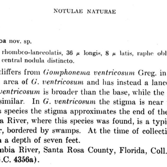 Gomphonema Gibba  Wallace 1960