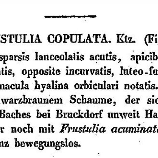 Kutzing 1833 Description