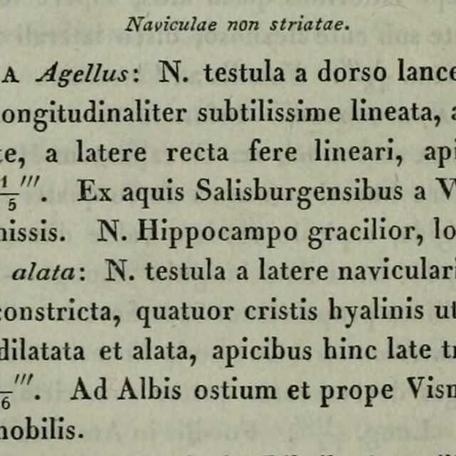 Navicula alata Ehrenberg 1840 Ber Akad Wiss Berlin page 212