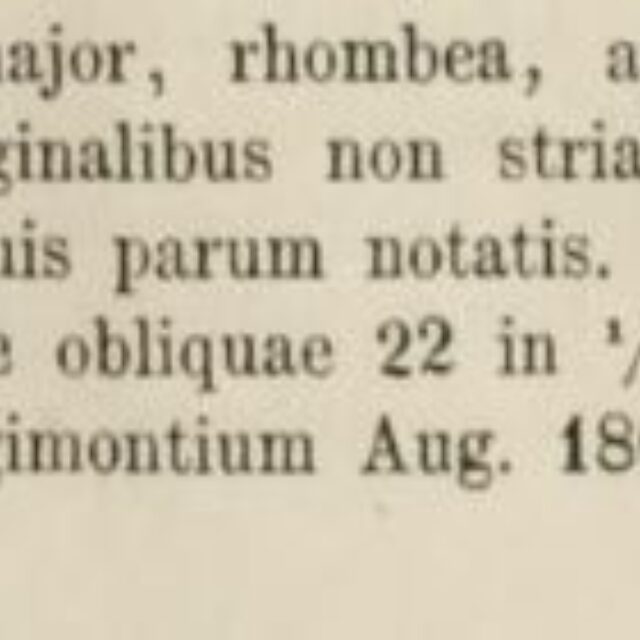 S nobilis Original description 1