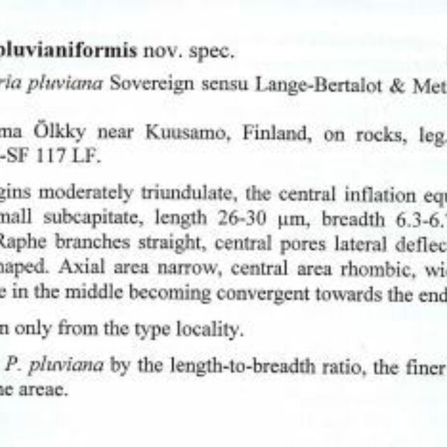 Pinn pluvianiformis org descp