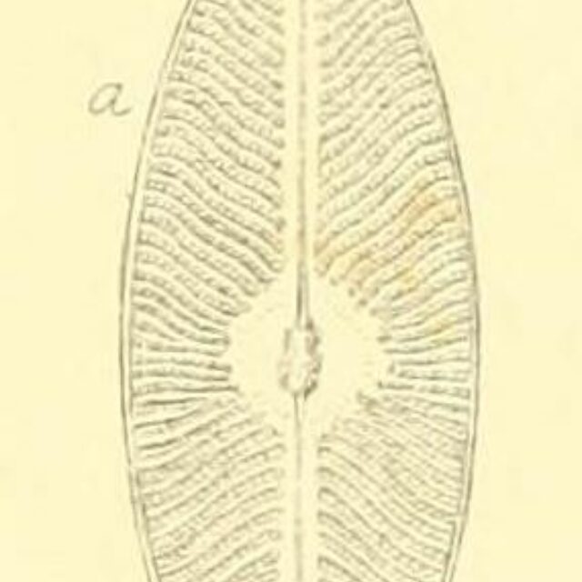 Navicula elegans W Smith orig image