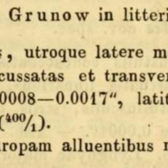 Cocconeis binotata Grunow 1863