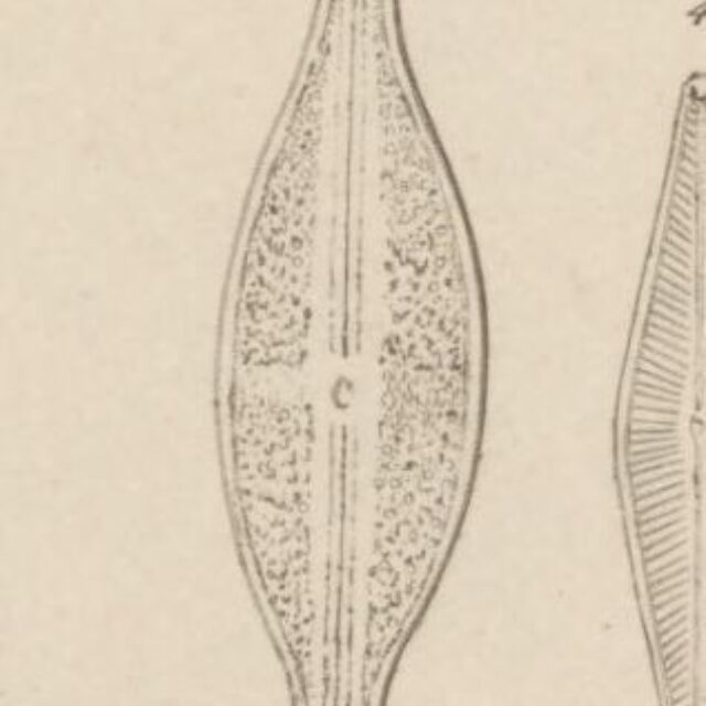 Anomoeoneis Sphaerophora F Sculpta Orig Illus1