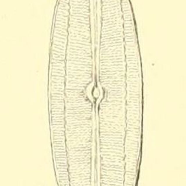 Navicula Producta Orig Illus