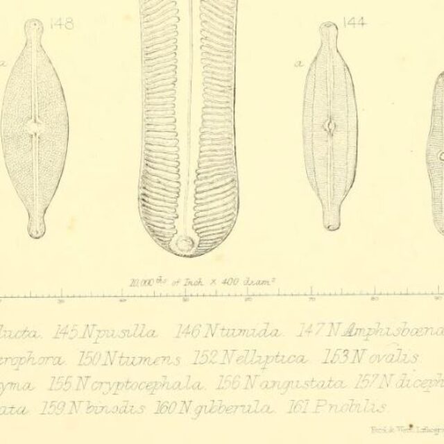 Navicula Producta Orig Illus2