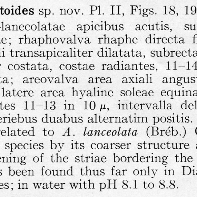 Achnanthes lanceolatoides orig descr