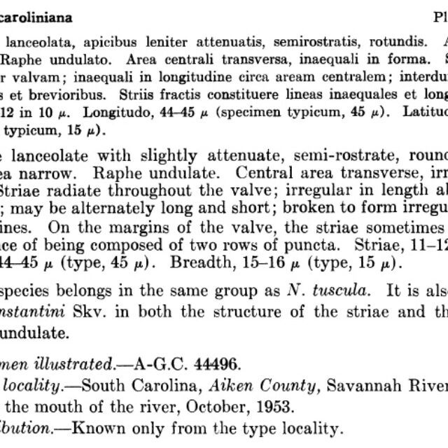 Aneumastus carolinianus orig descr