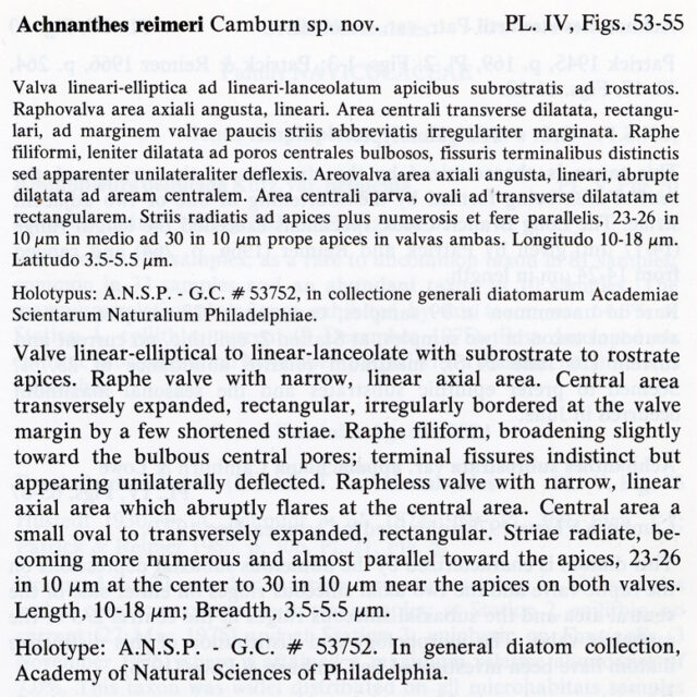 Achnanthes reimeri orig descr1