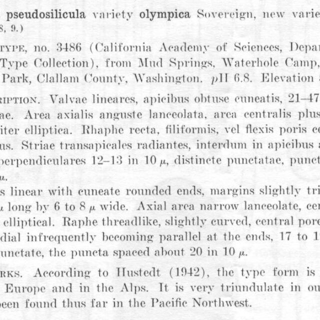 Navicula pseudosilicula var. olympica orig descr