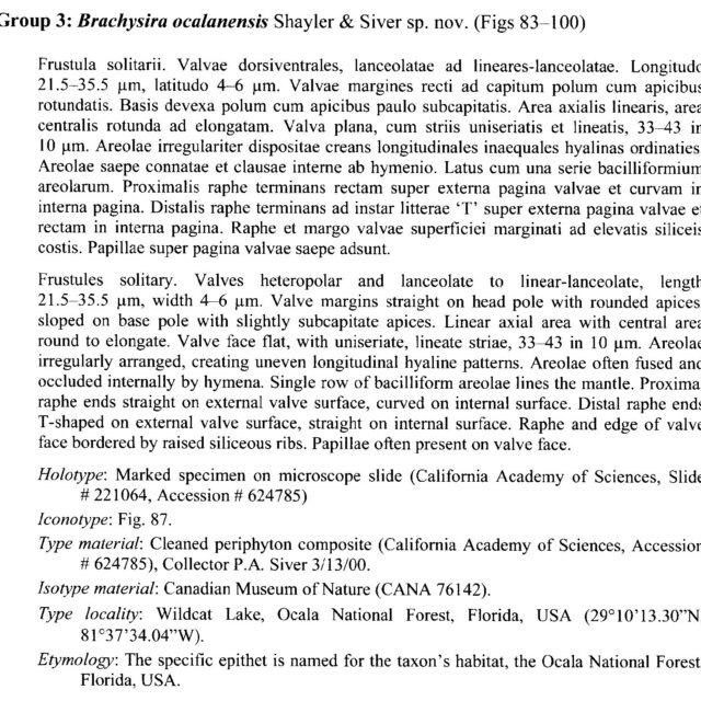 Brachysira ocalanensis orig descr