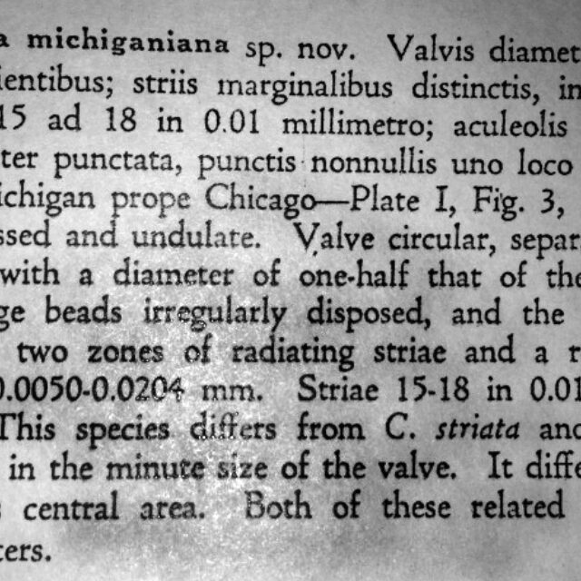 Cyclotella michiganiana orig descr