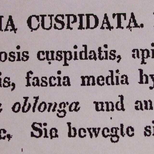 Frustulia cuspidata orig illus