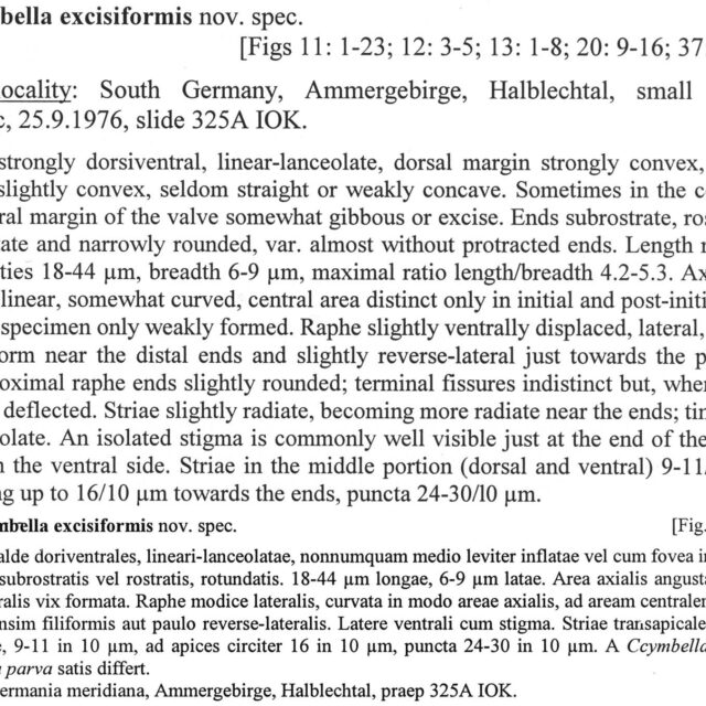 Cymbella excisiformis orig descr