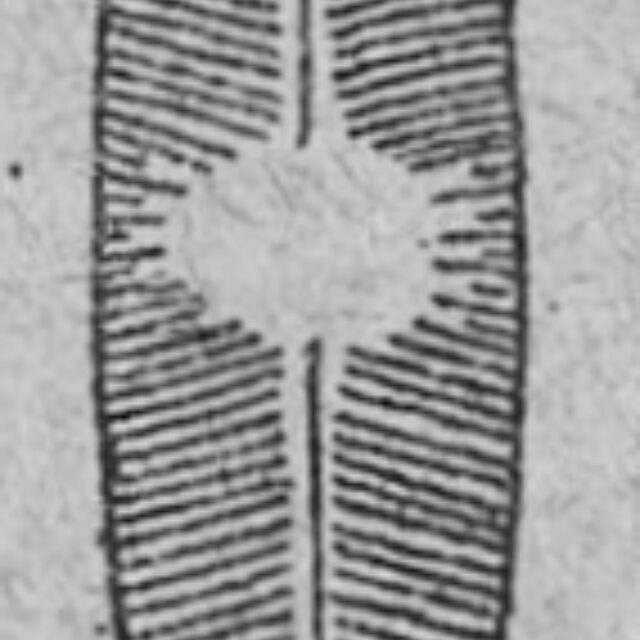 Cavinula variostriata orig descr