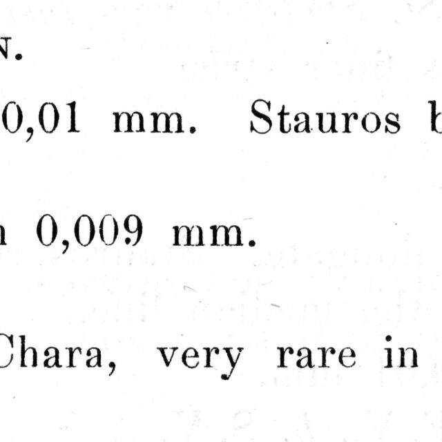 Schizostauron crucicula orig descr