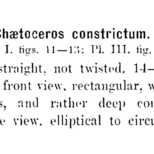 Chaetoceros constrictum orig desc A