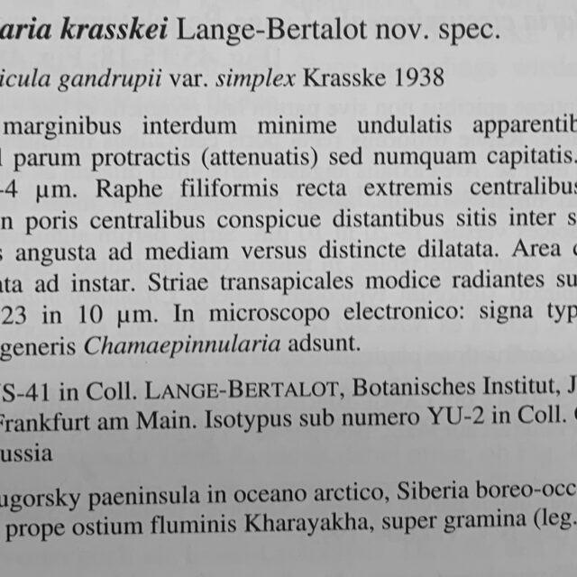 Chamaepinnularia krasskei orig desc