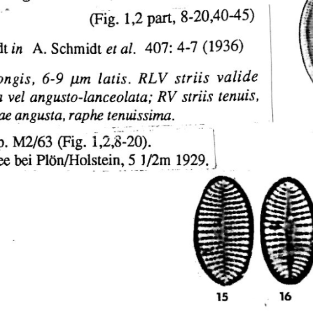 Cocconeis neodiminuta orig desc