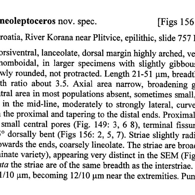 Cymbella neoleptoceros orig descr2