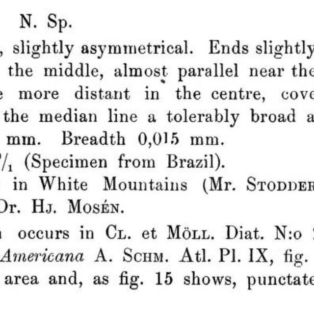 Cymbella Stodderi  Cleve1881 Origdesc