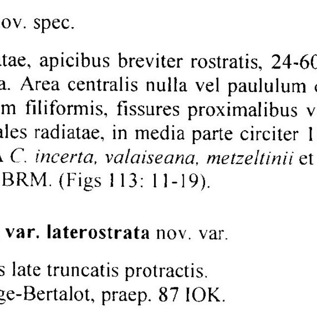 Cymbopleura incertiformis var. laterostrata orig descr