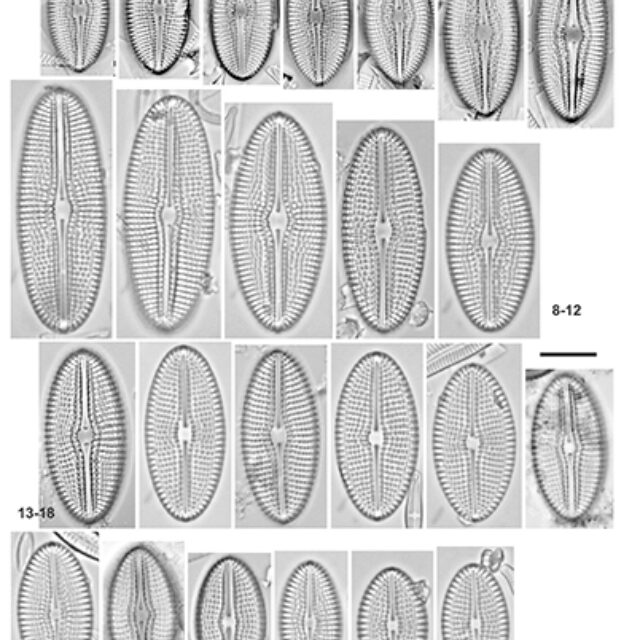 Diploneis Abscondita Orig Desc