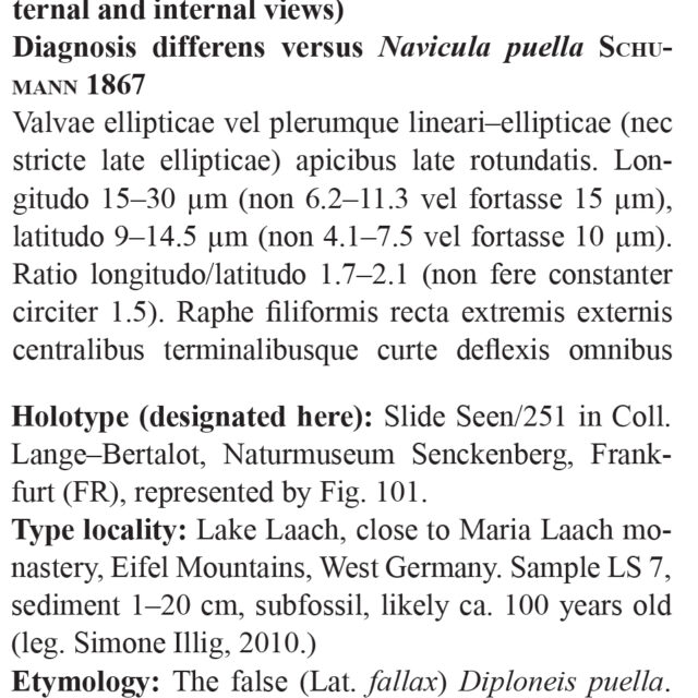 Diploneis Puellafallax Orig Desc