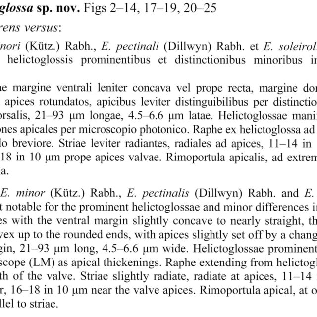 E Macroglossa  Cropof Orig Pdf