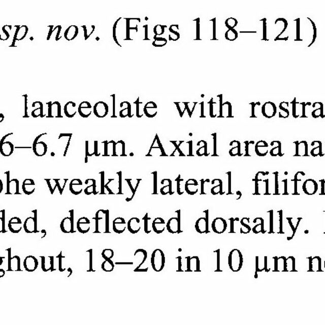 Encyo Descriptiformis Origdesc001