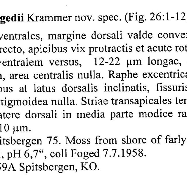 Encyonema Fogedii Origdesc001