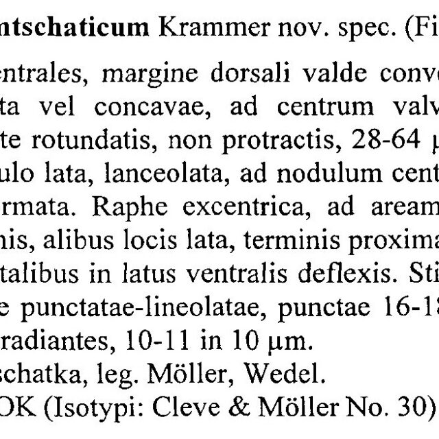 Encyonema Kamtschaticum Origdesc001