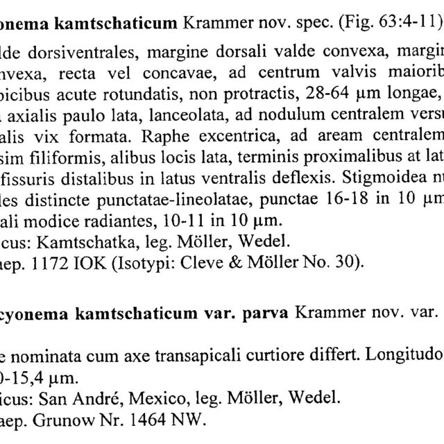 Encyonema Kamtschaticum Parva Origdesc001